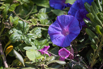 Mallow-leaved bindweed (Convolvulus althaeoides)