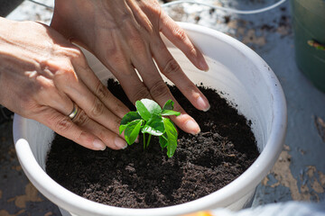 planting a plant beginning of spring