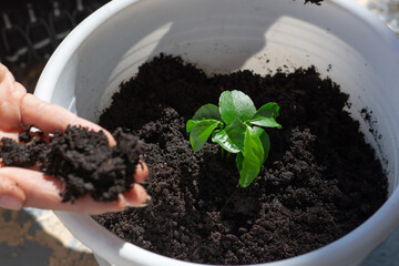 planting a plant beginning of spring
