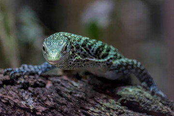 Emerald Tree Monitor (Varanus prasinus) at the Bioparc Fuengirola