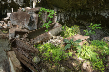 The spectacular cave tomb of Lombok Parinding which has housed the dead of Tana Toraja since 700 years. The tomb is famous for its ancient, ornate coffins, called Erong, and exposed skulls and bones