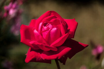 Red Rose Blooming in Calahonda