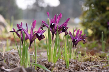 Irises reticulata blooming purple