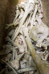 Skulls and bones in a coffin called Erong, exposed in the spectacular cave tomb of Lombok Parinding which has housed the dead of Tana Toraja since 700 years