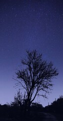 Fototapeta na wymiar tree in night