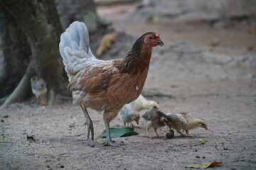 Hen with baby chickens feeding
