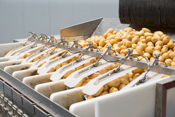 Potato harvest on conveyor sorting 