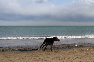 dog running on the beach