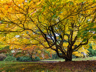 Fototapeta na wymiar Acer Soccharinum Tree in Autumn