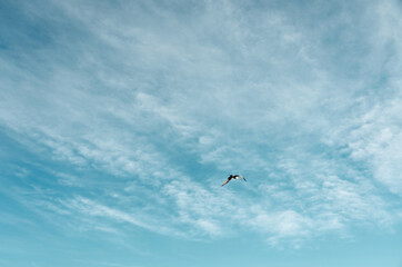 A bird flying in the cloudy blue sky in daylight.