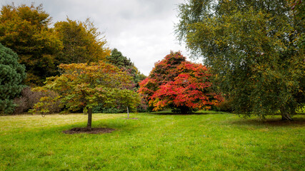Fototapeta premium Japanese Maple (Acer palmatum) in Autumn Colours