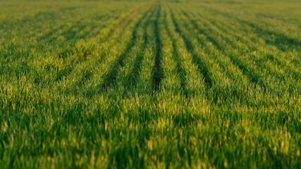 Campo verde coltivato, paesaggio agricolo al tramonto