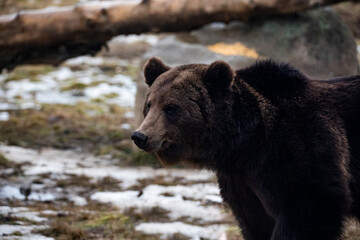 Carpathian brown bear at dusk in the wilderness while raining.