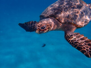 Fototapeta premium Tortue