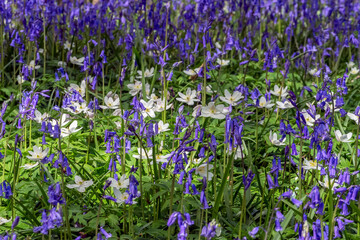 Obraz premium Sussex Bluebells
