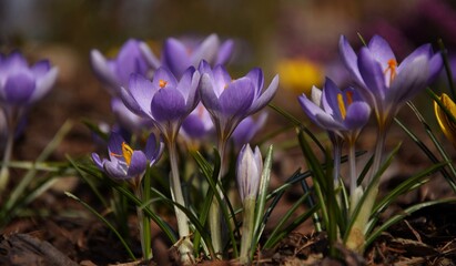 Fototapeta premium Violet crocuses blooming closeup, spring image