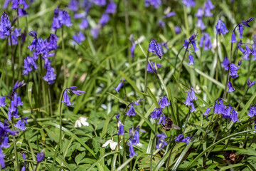 Naklejka premium Sussex Bluebells