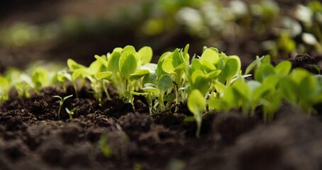 Lettuce seedlings