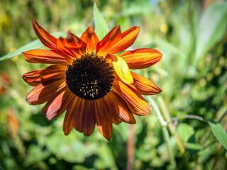 Orange Sunflower in an English country garden