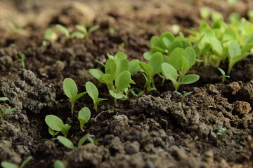 Lettuce seedlings