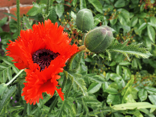 Poppy Flowering at Southwold in Suffolk