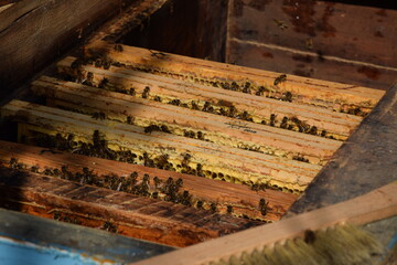 Honey bees on hive, honeycombs checking after winter, old wooden hive