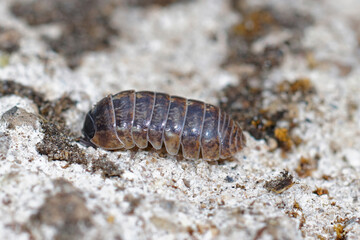 Closeup of a common pill-bug, roly-poly or carpenter,  Armadillidium vulgare on the ground