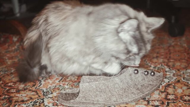 The cat sniffs the owner's slippers and sits next to each other on the carpet.