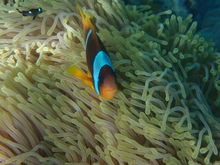 Poisson Clown