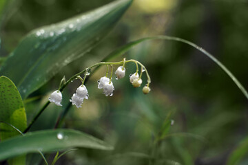 Blooming lily of the valley with water droplets in the forest