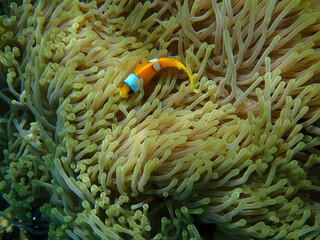 Poisson Clown