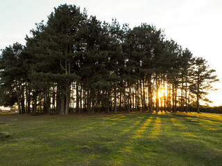 Scenic View of Friends Clump in the Ashdown Forest