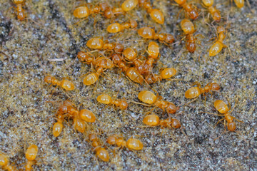 Closeup of an aggregation of yellow meadow ants , Lasius flavus under a stone