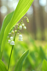Delicate white lily of the valley in a clearing in the forest