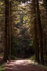 Obraz premium Forest in Ireland, Kilbroney Forest Park