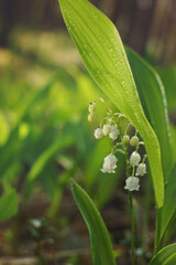 Lily of the valley bush blooms in the forest with white bells