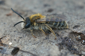 Closeup of a male of the Heather mining bee , Andrena fuscipes