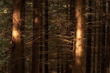 Forest in Ireland, Kilbroney Forest Park