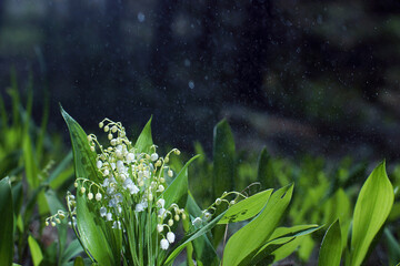 Lily of the valley with water droplets on the background of a green forest