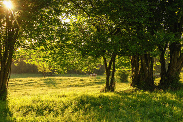 White-brown milk cows graze on a green meadow in the golden evening sun. Some trees provide shade.