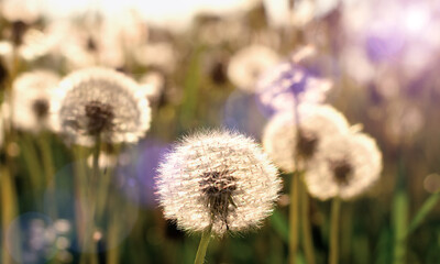 Dandelion field - dandelion seeds. White dandelions on sun light. Beautiful balls of white dandelions in the meadow. Elegant image nature in spring