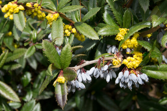 Großblättrige Berberitze (Berberis julianae), Zweig mit Früchten und Blüten