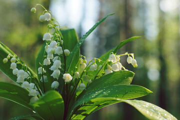 Bouquet of white lilies of the valley with green leaves on a forest background