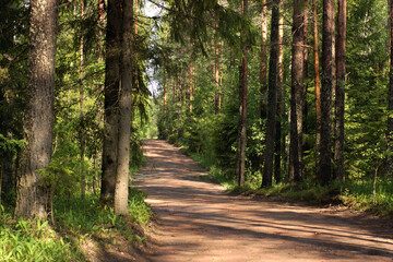 Obraz premium Dirt road through the forest on a summer morning