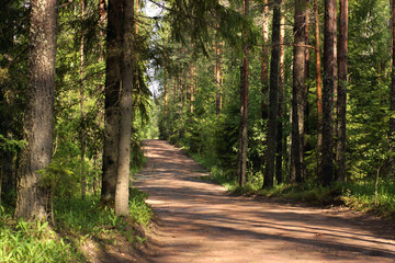 Dirt road through the forest on a summer morning