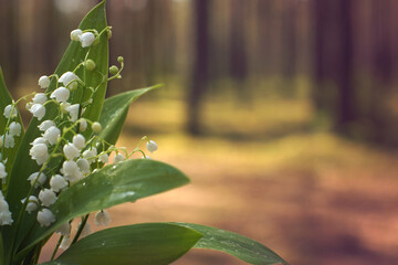 A bunch of beautiful lilies of the valley on the background of the forest in summer