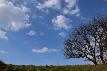 Blue sky with oak tree