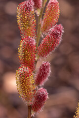 Macro nature