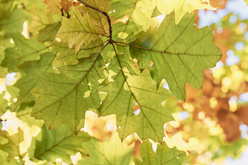 Autumn oak leaves. Bright natural yellow-green bright background.

