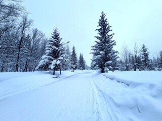 snow covered trees